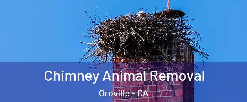  Chimney Animal Removal Oroville - CA