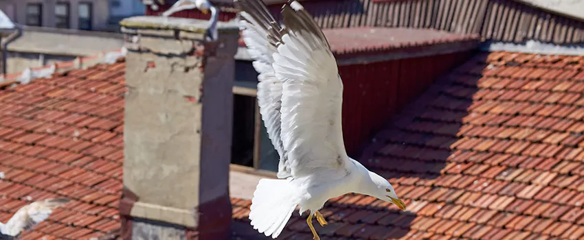 Residential Chimney Animal Removal Solution in Oroville, CA